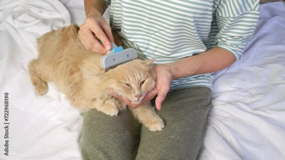 A cute fluffy red cat is dozing in the arms of a woman. A woman brushes her red fluffy cat with a comb. Pet care. A cute fluffy red cat is dozing in the arms of a woman. A woman brushes her red fluffy cat with a comb. Pet care.