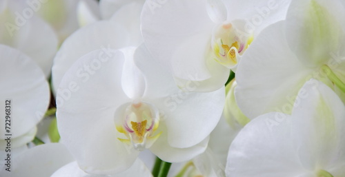 White Orchids - Phalaenopsis