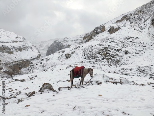 A white horse in the mountains © Elvin