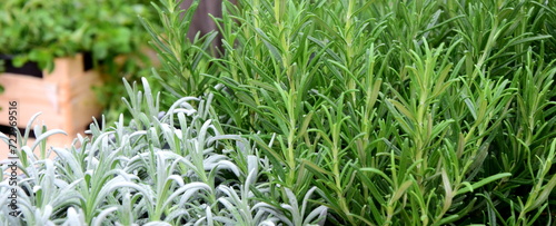 Background and texture of fresh green herbs in herb garden, rosemary, lavender, healthy cuisine