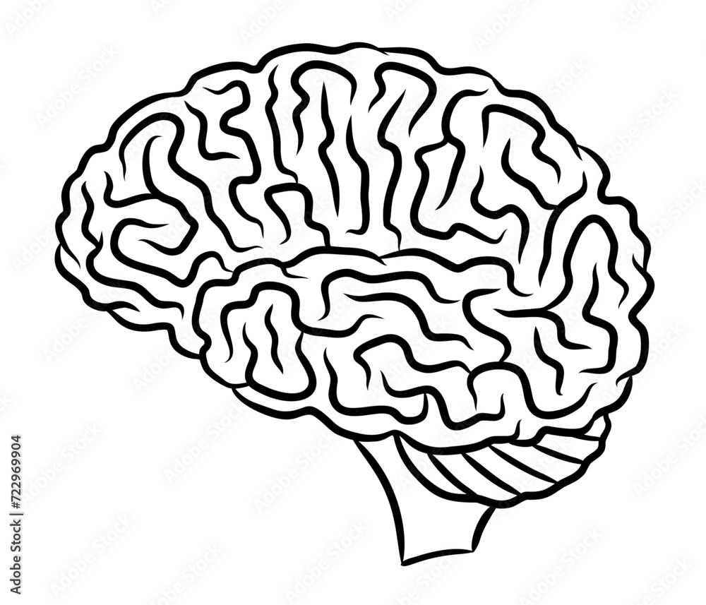 Human brain illustration Human brain illustration