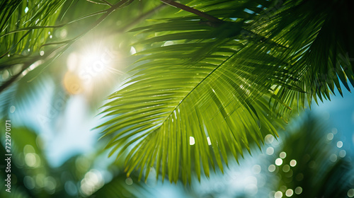 Sunlight Filtering Through Palm Leaves on a Clear Tropical Day