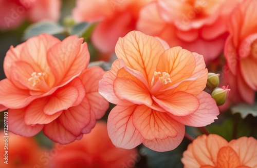 Realistic watercolor illustration of begonia flowers. Colorful, tender plant with big petals and buds in pink and orange, isolated on white © May