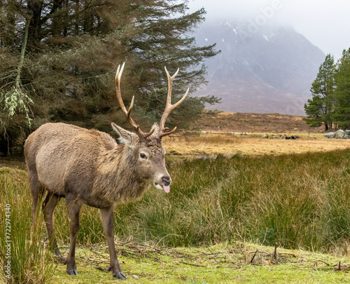 Red deer stag at Kingshouse hotel, Glencoe photo