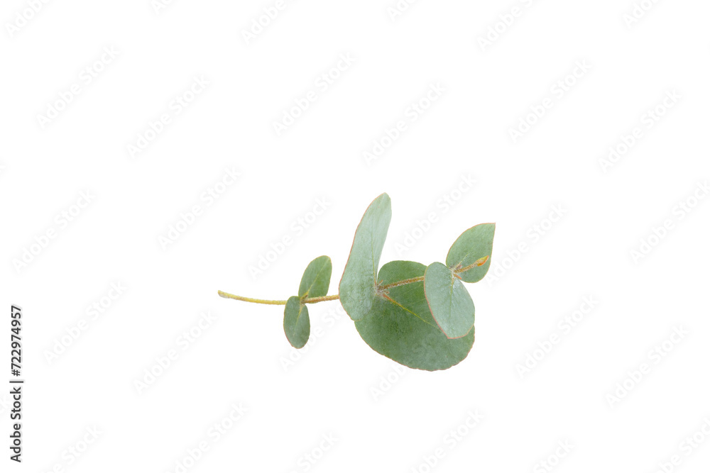 Green eucalyptus leaves isolated on a white background. Aromatherapy.Beautiful eucalyptus branches. Bouquet. Place for text, copy space, mockup Green eucalyptus leaves isolated on a white background. Aromatherapy.Beautiful eucalyptus branches. Bouquet. Place for text, copy space, mockup
