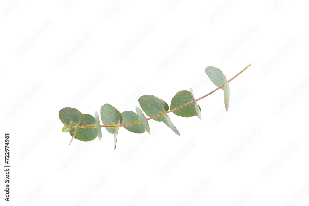 Green eucalyptus leaves isolated on a white background. Aromatherapy.Beautiful eucalyptus branches. Bouquet. Place for text, copy space, mockup Green eucalyptus leaves isolated on a white background. Aromatherapy.Beautiful eucalyptus branches. Bouquet. Place for text, copy space, mockup