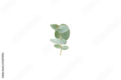 Green eucalyptus leaves isolated on a white background. Aromatherapy.Beautiful eucalyptus branches. Bouquet. Place for text, copy space, mockup