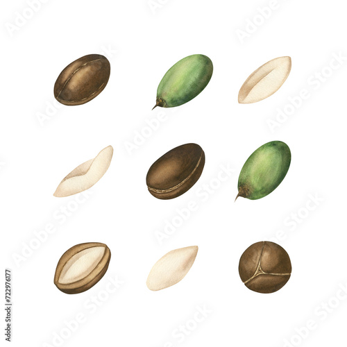 Watercolor set of argan tree nuts isolated on a white background. Ripe nuts, walnut kernel, green and brown nuts, argan oil. Hand-painted watercolor. cosmetology, body and hair care. Template