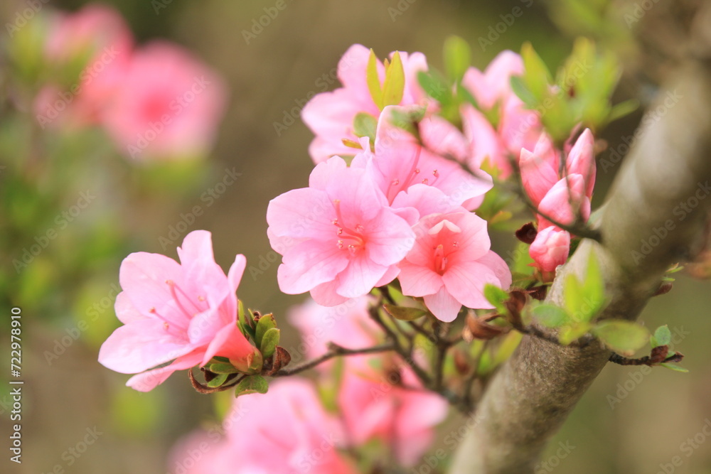 Fototapeta premium ピンク色のツツジの花 