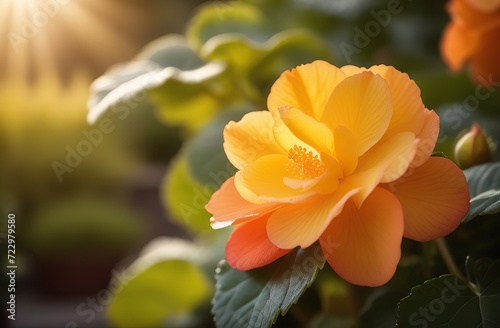 Yellow orange begonia flower in garden. Realistic watercolor illustration of begonia flowers. Colorful, tender plant with big petals and buds in pink and orange, isolated on white.