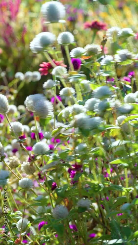 風に揺れる秋の花の縦動画 Stock ビデオ | Adobe Stock