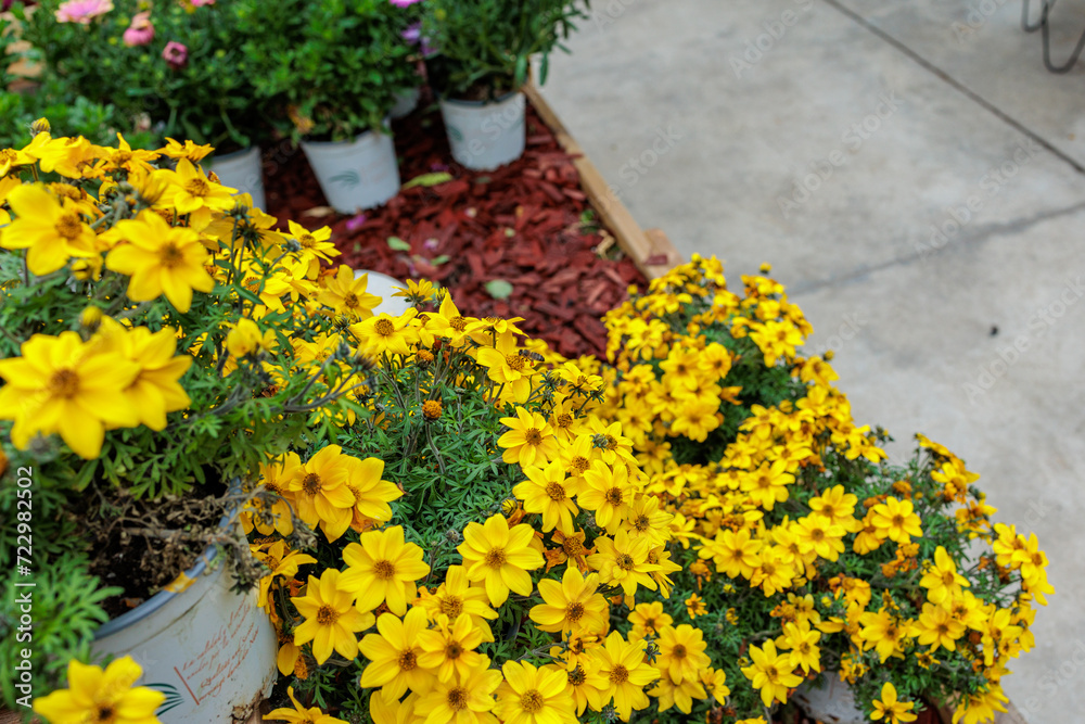 Naklejka premium colorful yellow, pink, green flowers with bees in pollination