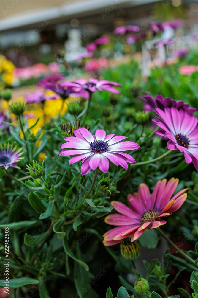 colorful yellow, pink, green flowers with bees in pollination colorful yellow, pink, green flowers with bees in pollination