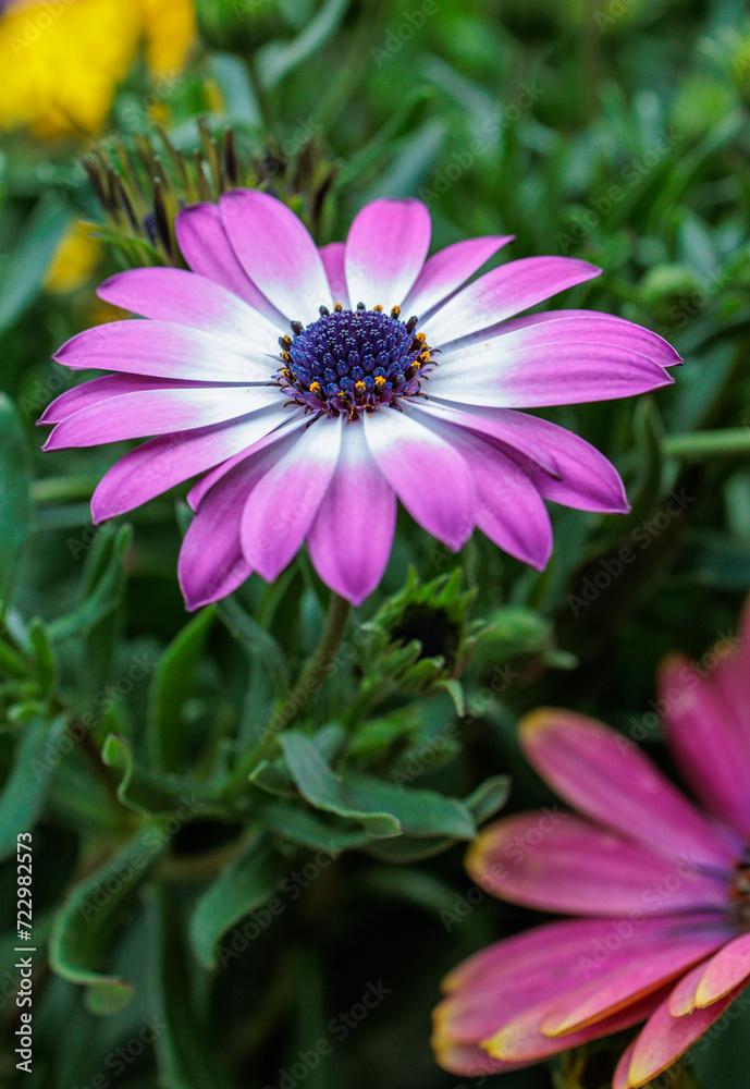 colorful yellow, pink, green flowers with bees in pollination colorful yellow, pink, green flowers with bees in pollination