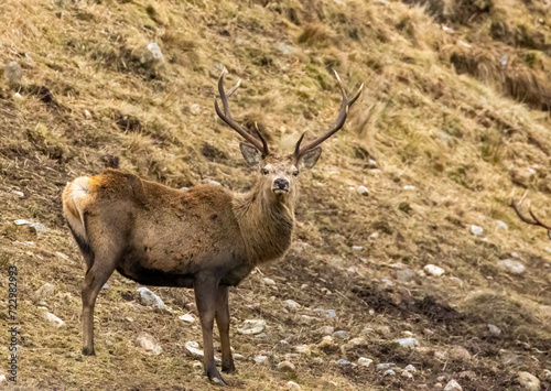 red deer stag. in the wild