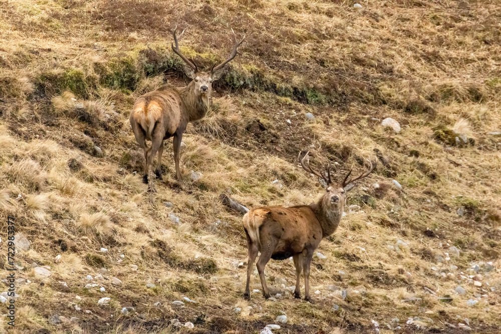 Fototapeta premium Two red deer stags blending in with the background