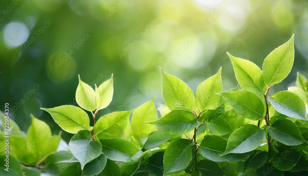 Spring summer background with frame of grass and leaves on nature. Juicy lush green grass on meadow in morning sunny light outdoors, copy space, soft focus, defocus background. Spring summer background with frame of grass and leaves on nature. Juicy lush green grass on meadow in morning sunny light outdoors, copy space, soft focus, defocus background.