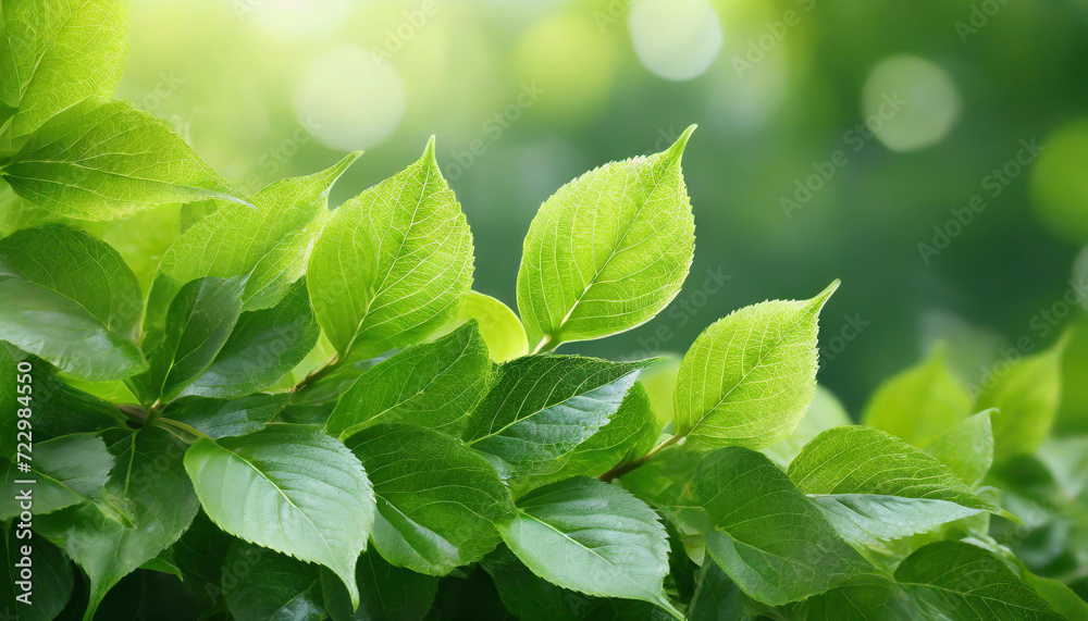 Spring summer background with frame of grass and leaves on nature. Juicy lush green grass on meadow in morning sunny light outdoors, copy space, soft focus, defocus background. Spring summer background with frame of grass and leaves on nature. Juicy lush green grass on meadow in morning sunny light outdoors, copy space, soft focus, defocus background.