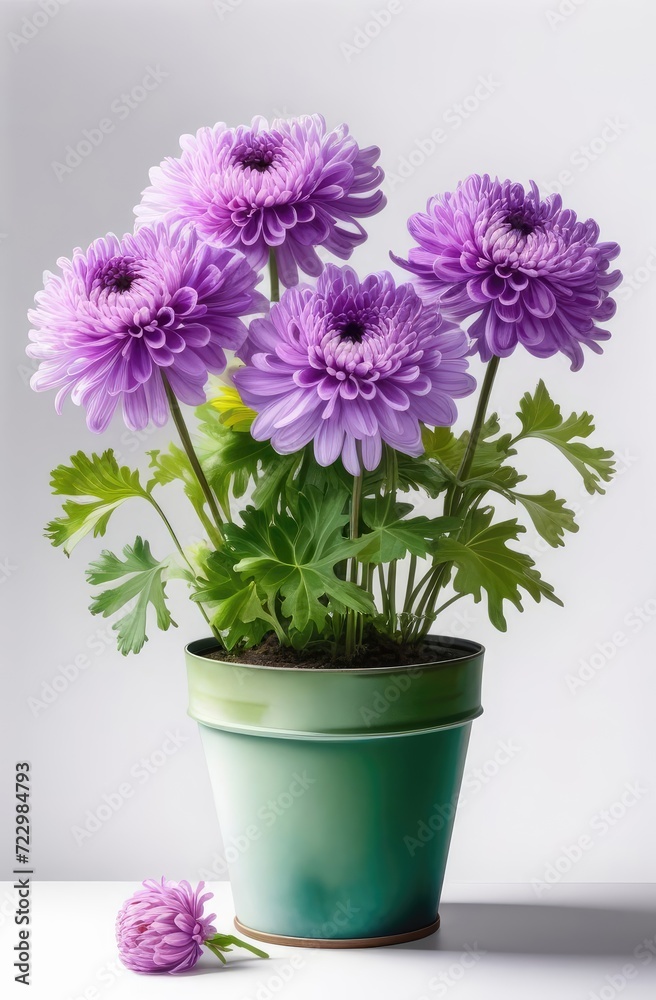 Lilac chrysanthemums in a pot on a white background. Chrysanthemum potted isolated on white background.