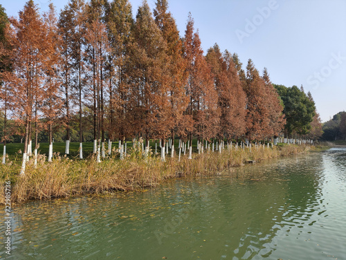 Beautiful view of Bacheng Ecological Wetland Park during autumn session photo