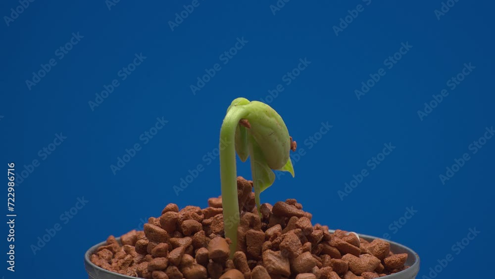 timelapse of bean growth from seed