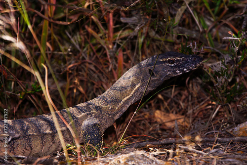 Rosenberg´s monitor, Varanus rosenbergi, large goanna in its natural habitat in Western Australia photo