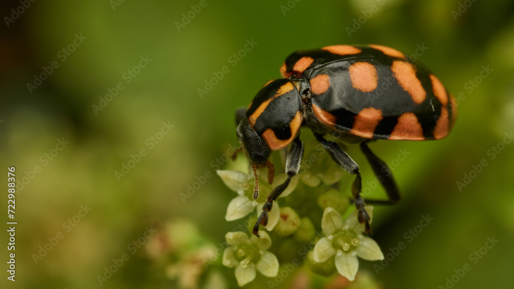 An orange ladybug perched on some white flowers