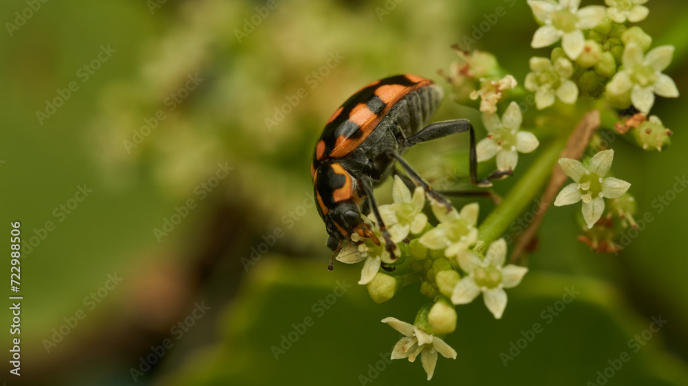An orange ladybug perched on some white flowers An orange ladybug perched on some white flowers