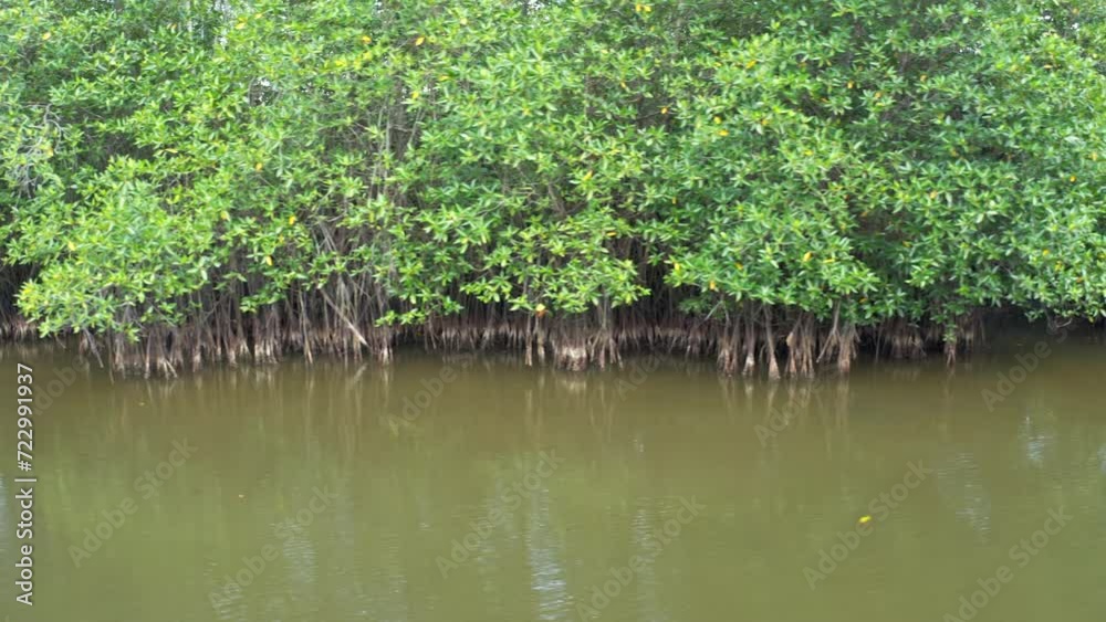 The Mangrove forest in Thailand. Carbon is captured by the mangrove forest. panning shot. The Mangrove forest in Thailand. Carbon is captured by the mangrove forest. panning shot.