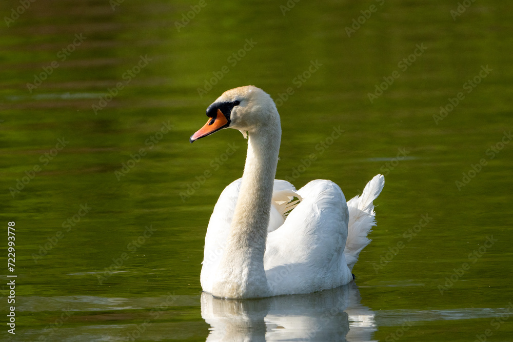 Obraz premium łabędź niemy