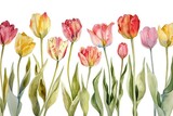 Watercolor Tulips in Pastel Hues. A soft watercolor painting of tulips in delicate pastel shades.