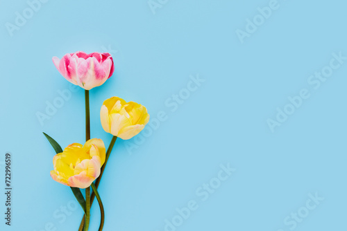 Pink and Yellow Tulips on Blue Background. Greeting card. Copy space
