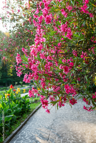 An alley in park with lushly blooming oleander tree with pink flowers Botanical Garden Spring blossoming and landscaping concept