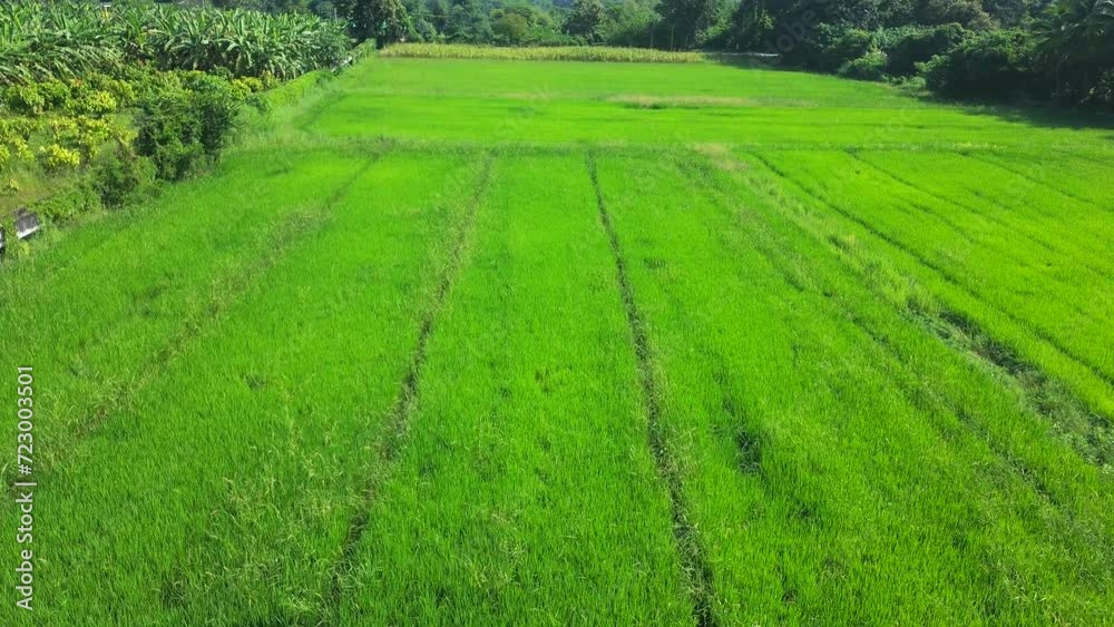 Vibrant Green Rice Fields Under a Clear Blue Sky by drone in thailand Vibrant Green Rice Fields Under a Clear Blue Sky by drone in thailand
