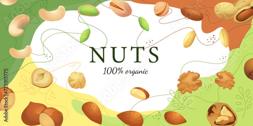 A set of flat illustrations of nuts: almonds, walnuts,cashews,pistachios,pecans,hazelnuts, brazil nuts, macadamia nuts,pine nuts, chestnuts peanuts and coconuts.