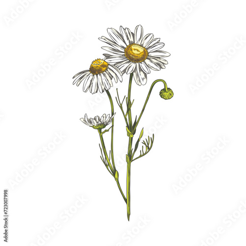 Beautiful chamomile plant, vector hand drawn blossom chamomile, daisy flowers on a stem with leaves medical healing herb