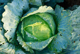 one cabbage closeup