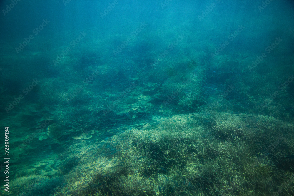 underwater photo of coral on the Great Barrier Reef underwater photo of coral on the Great Barrier Reef