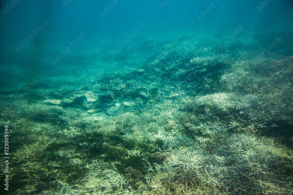 ocean floor on the Great Barrier Reef near heron Island ocean floor on the Great Barrier Reef near heron Island