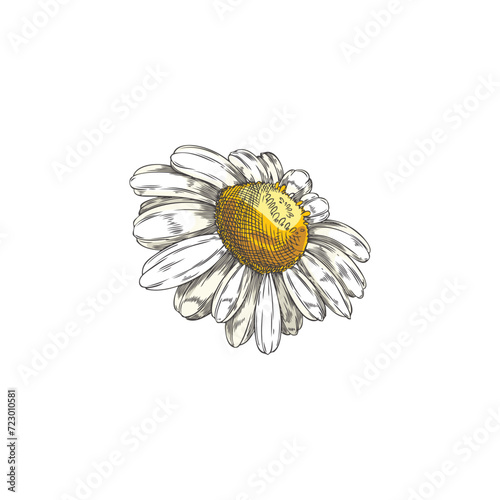 Hand drawn chamomile single flower color sketch.