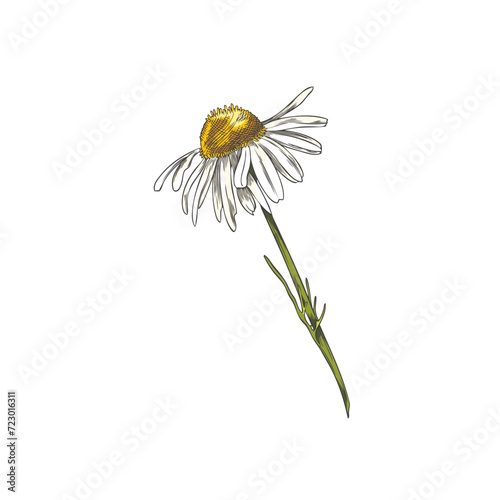 Chamomile single flower on stem color sketch.