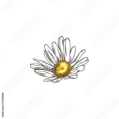 Chamomile wildflower, vector illustration in color sketch style on white