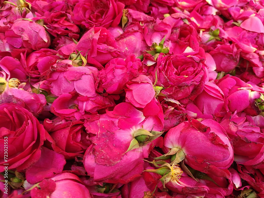 Bunch of Red Roses Background