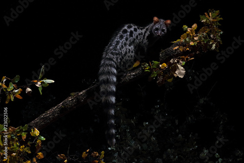 A genet balances on a tree branch at night surrounded by vibrant leaves against a pitch-black background