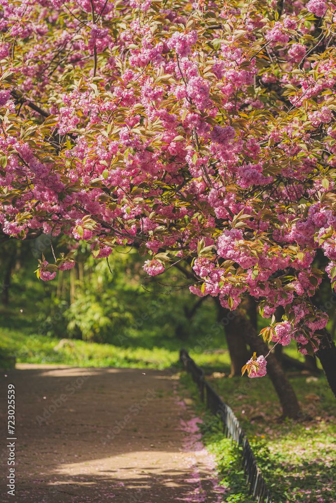 south korea, scenery, sakura, pink