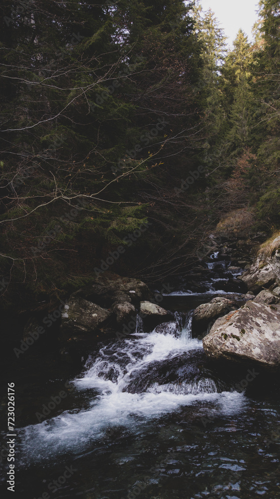 a river with a strong flow flowing from the mountain through the pine forest. water flowing between rocks on cloudy day during autumn season a river with a strong flow flowing from the mountain through the pine forest. water flowing between rocks on cloudy day during autumn season