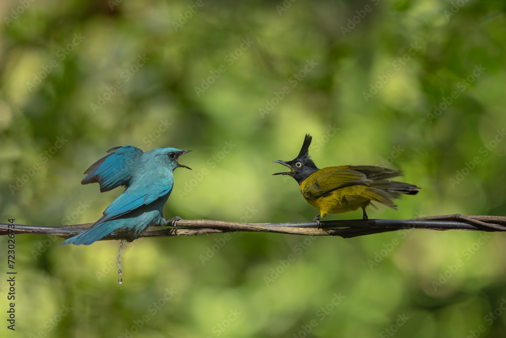 Obraz premium Verditer Flycatcher bird in the rain forest