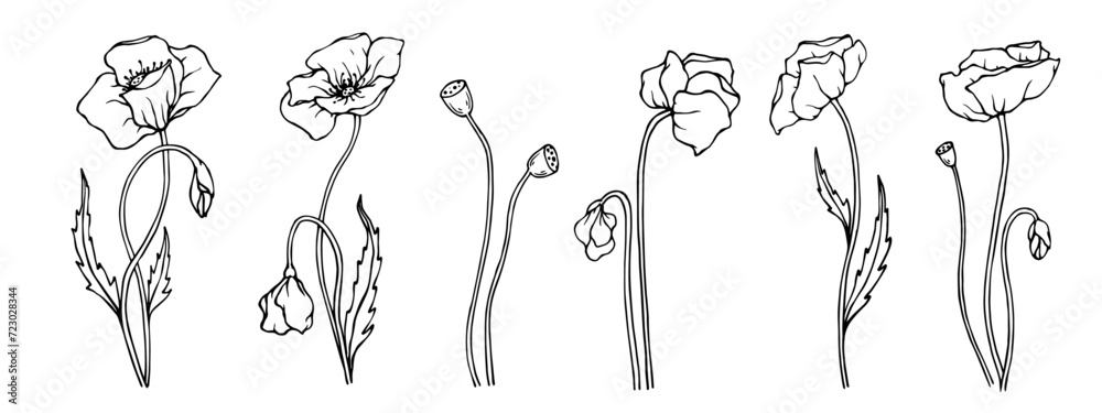 A set of sketches of wild flowers and poppy buds.Vector graphics.