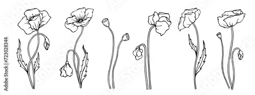 A set of sketches of wild flowers and poppy buds.Vector graphics.