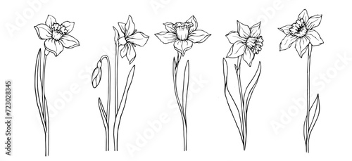 Set of sketches of spring flowers and daffodil buds.Vector graphics.